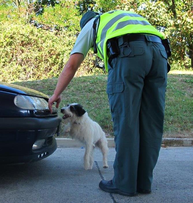 Službeni pes z vodnikom, ki išče v avtu drogo.