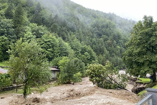  Fotografija gozda na poplavljenem področju.