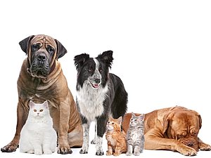 Import of pet animals | FINANCIAL ADMINISTRATION OF THE REPUBLIC OF SLOVENIA
